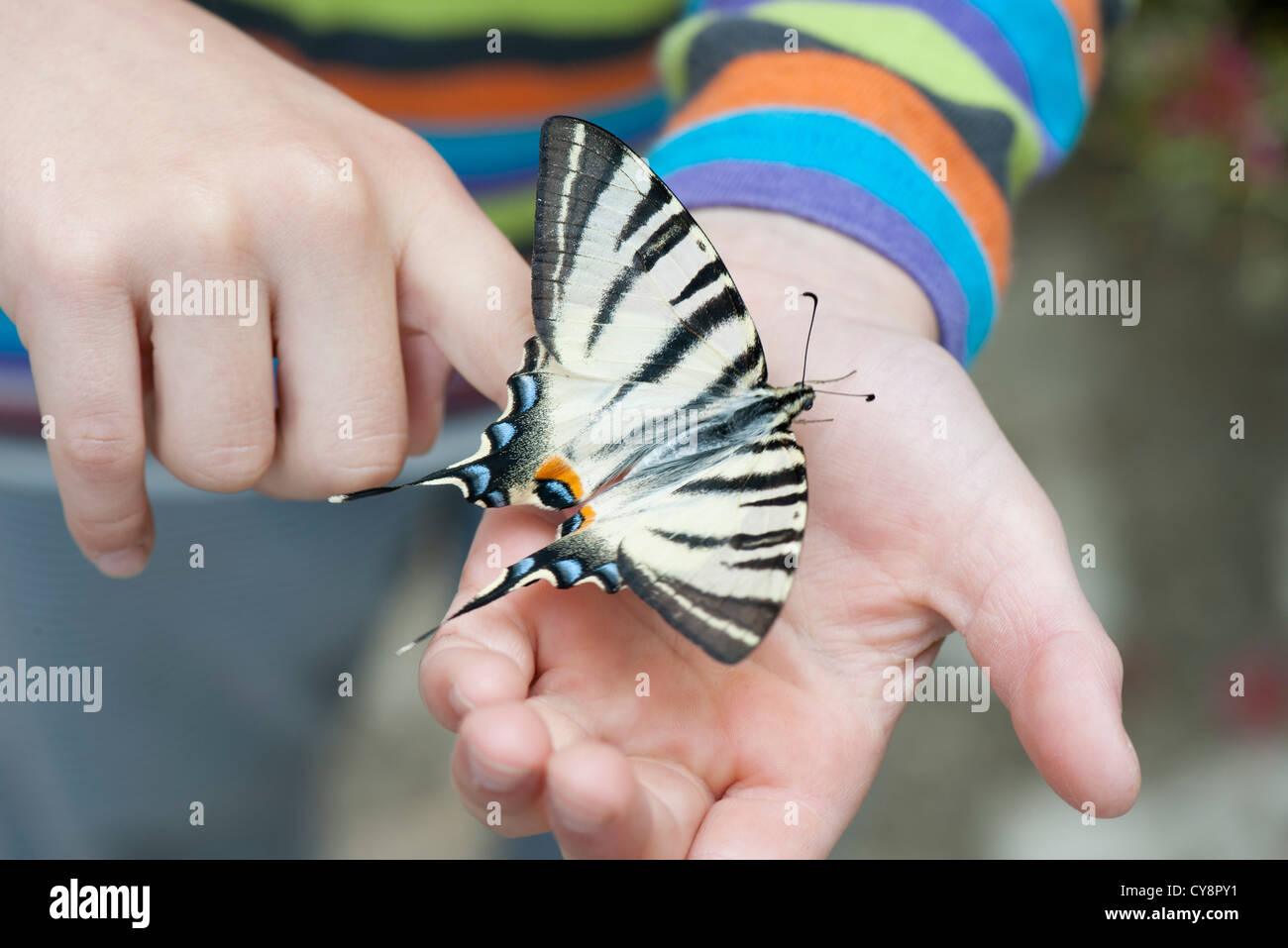 Kind hält Zebra Schwalbenschwanz Schmetterling in Palm, beschnitten Stockfoto