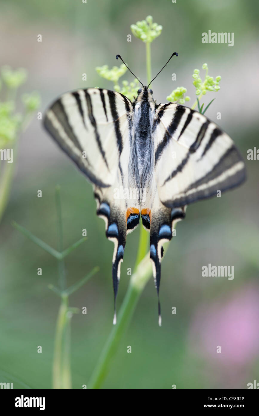 Zebra-Schwalbenschwanz-Schmetterling Stockfoto