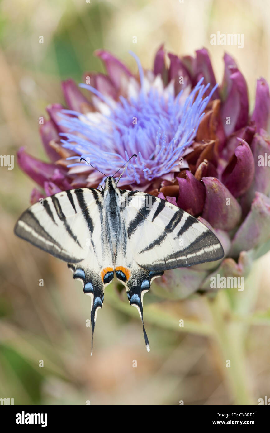 Zebra-Schwalbenschwanz-Schmetterling fliegen über Artischockenblüte Stockfoto