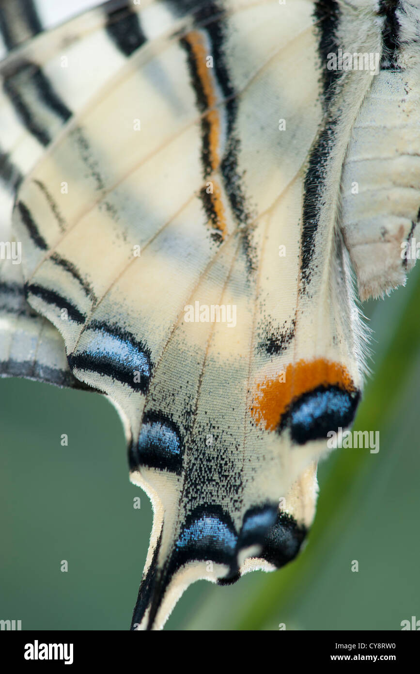 Zebra Schwalbenschwanz Schmetterlingsflügel Stockfoto