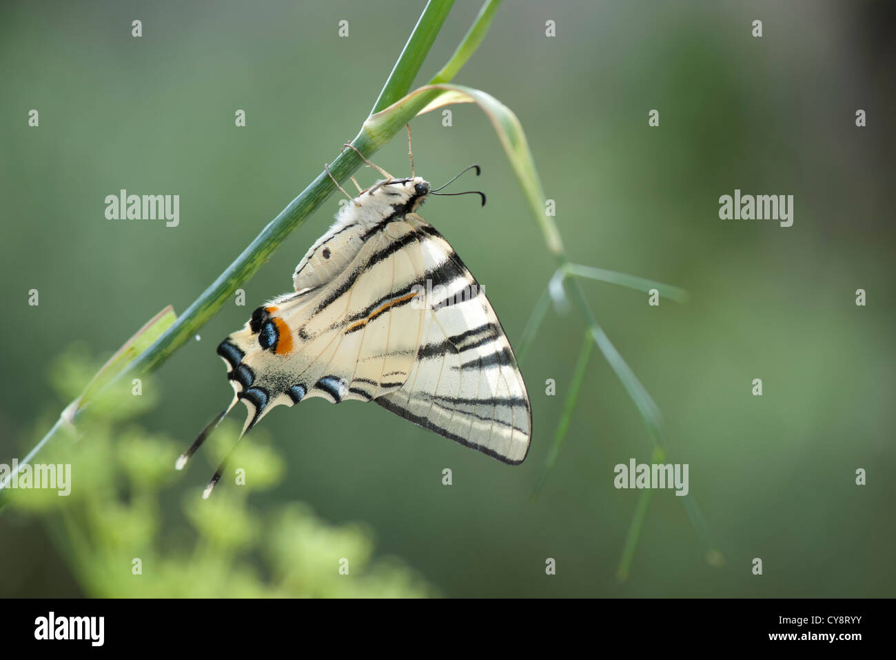 Zebra-Schwalbenschwanz-Schmetterling Stockfoto