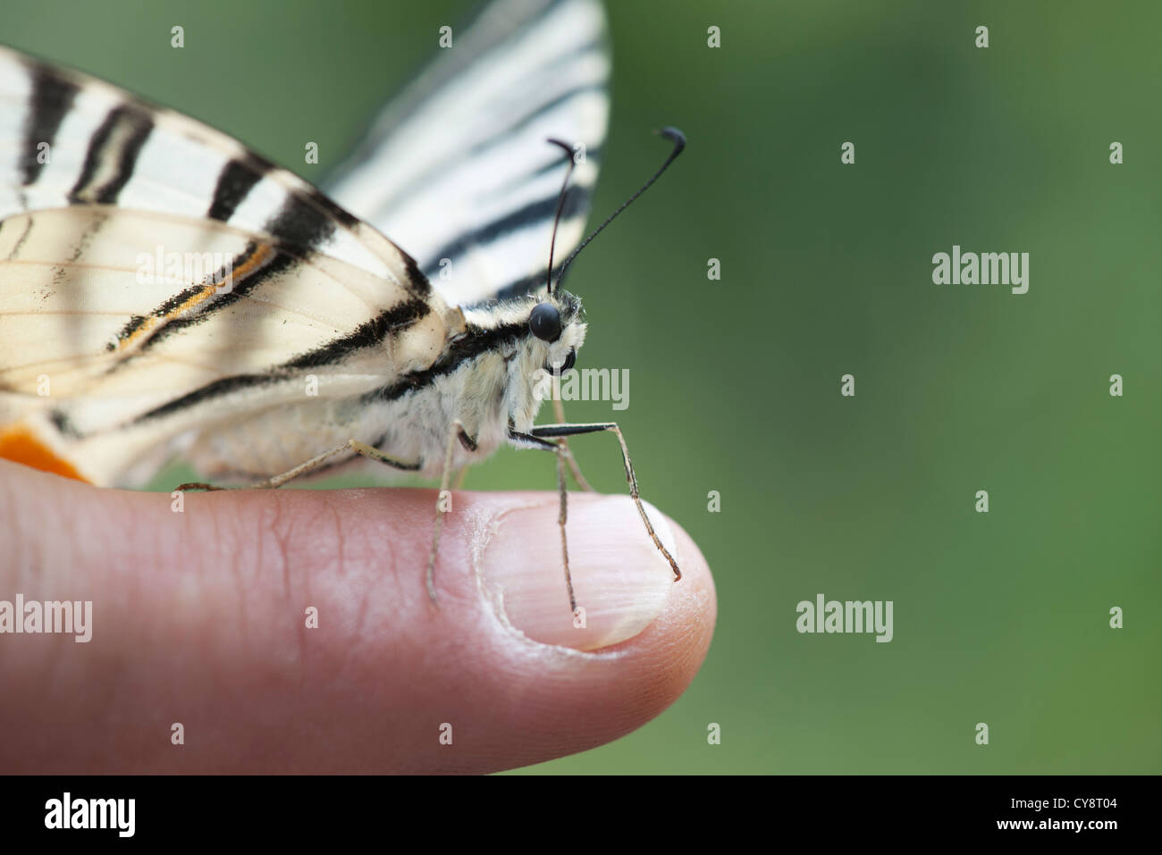 Zebra-Schwalbenschwanz-Schmetterling hocken auf jemandes Finger abgeschnitten Stockfoto