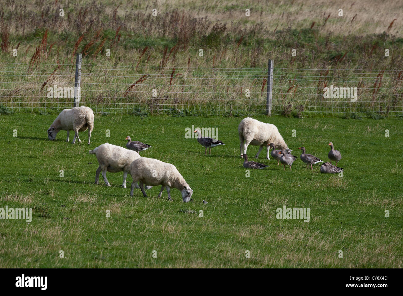 Graugänse (Anser Anser), Weiden. Iona. Diese Gänse sind ein Teil der Bewohner westlich von Schottland Brutbestand. Stockfoto