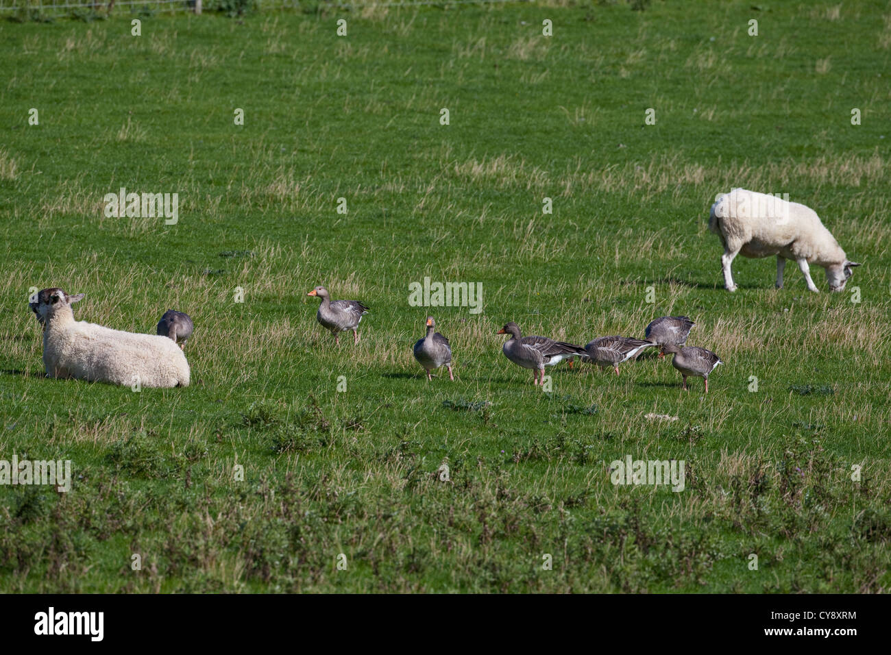 Graugänse (Anser Anser), unter Schafe weiden. Iona. Inneren Hebriden. Grasnarbe von Schafen kurz gehalten. Stockfoto