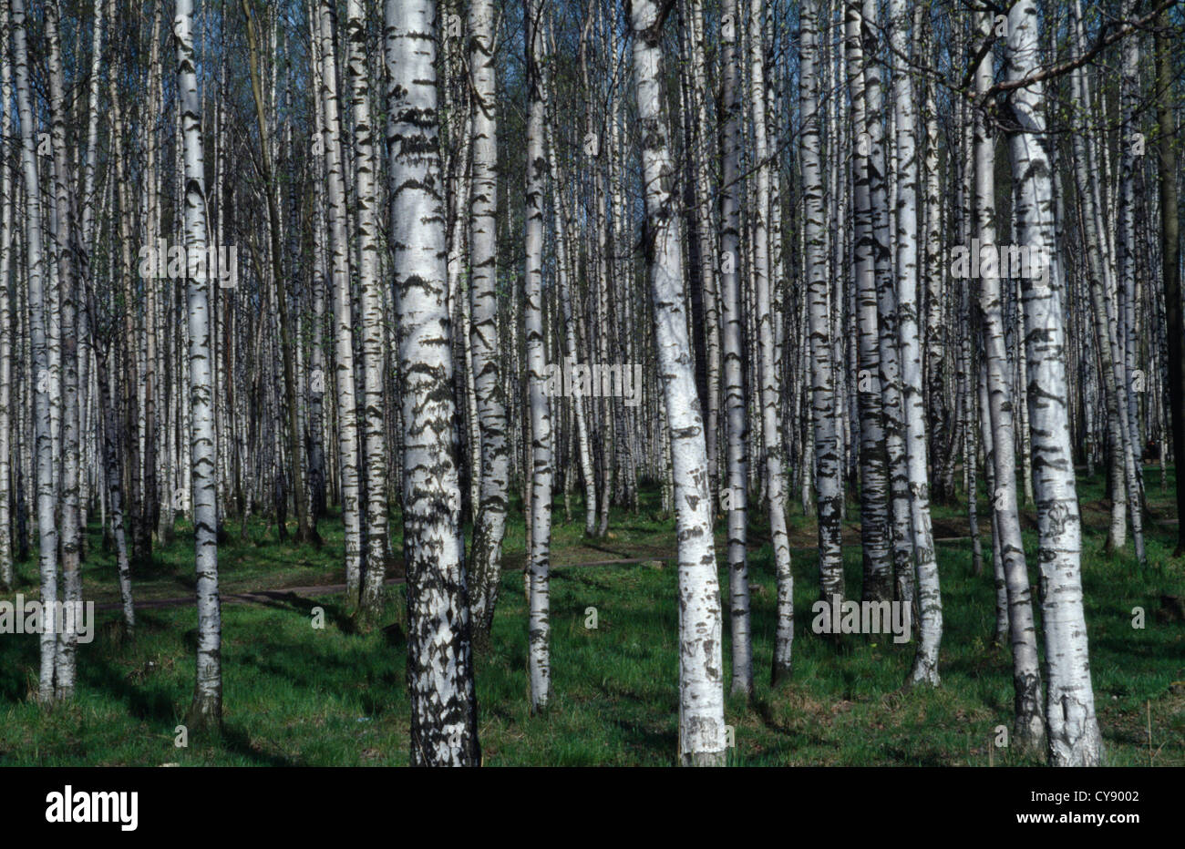 Betula Pendel, Birke, Birke, Full-Frame-Bild vertikal wachsenden Silber gefärbt schmalen Baumstämme im Wald. Stockfoto