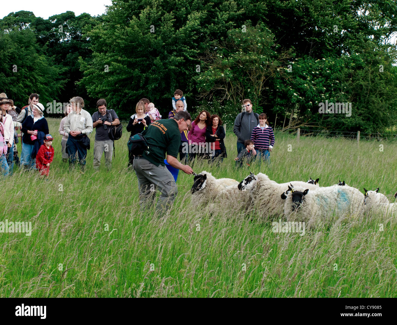 Die Arbeit mit Schafen auf einem Feld am offenen Bauernhof Sonntag Stockfoto