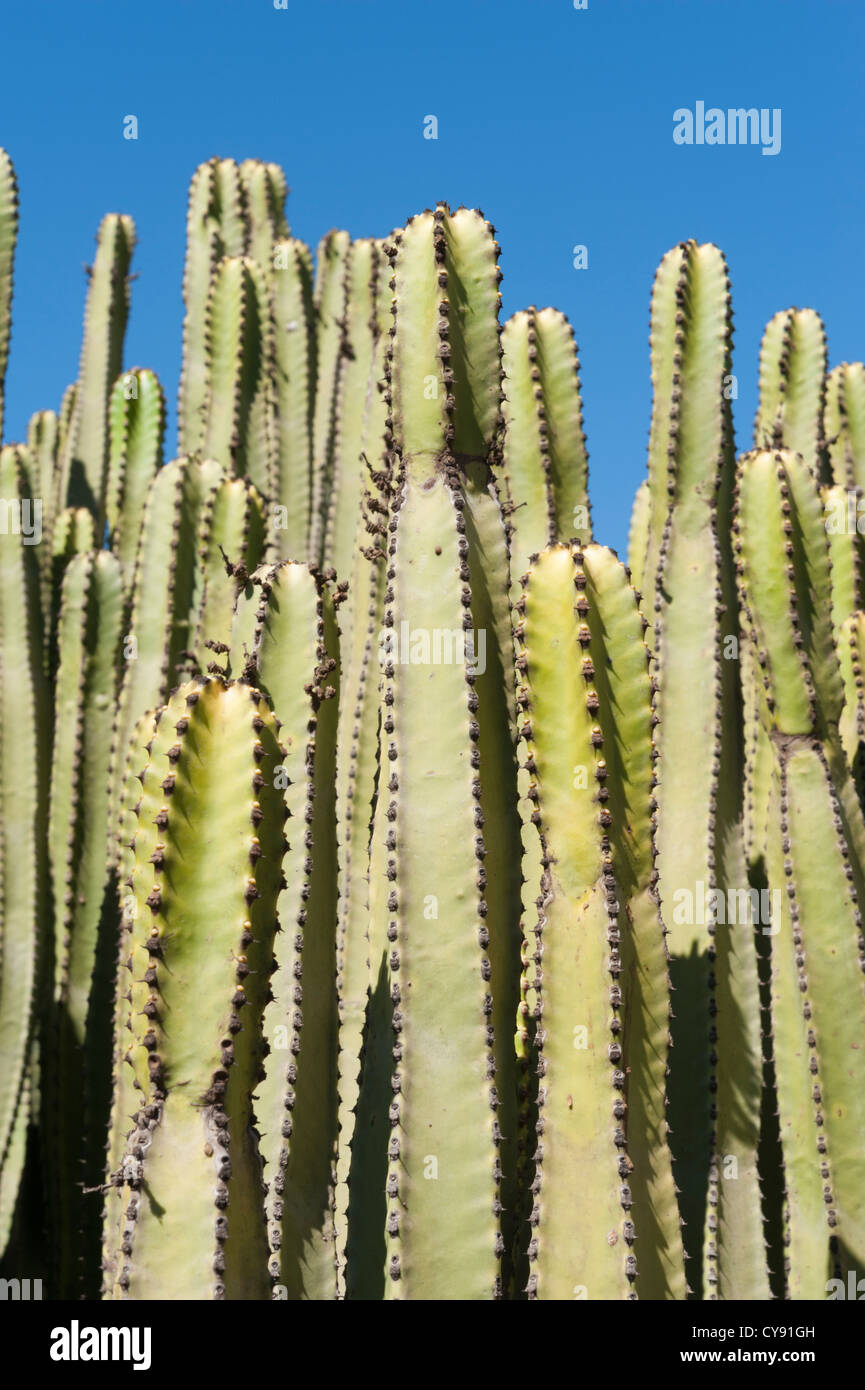 Kakteen wachsen wild in Gran Canaria Kanaren Spanien Stockfoto