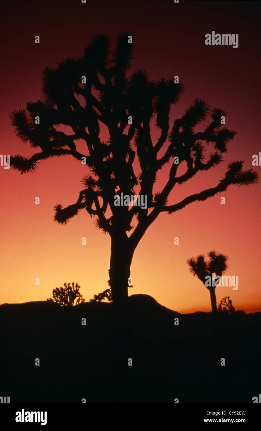 Yucca Brevifolia, Joshua Tree. Stockfoto