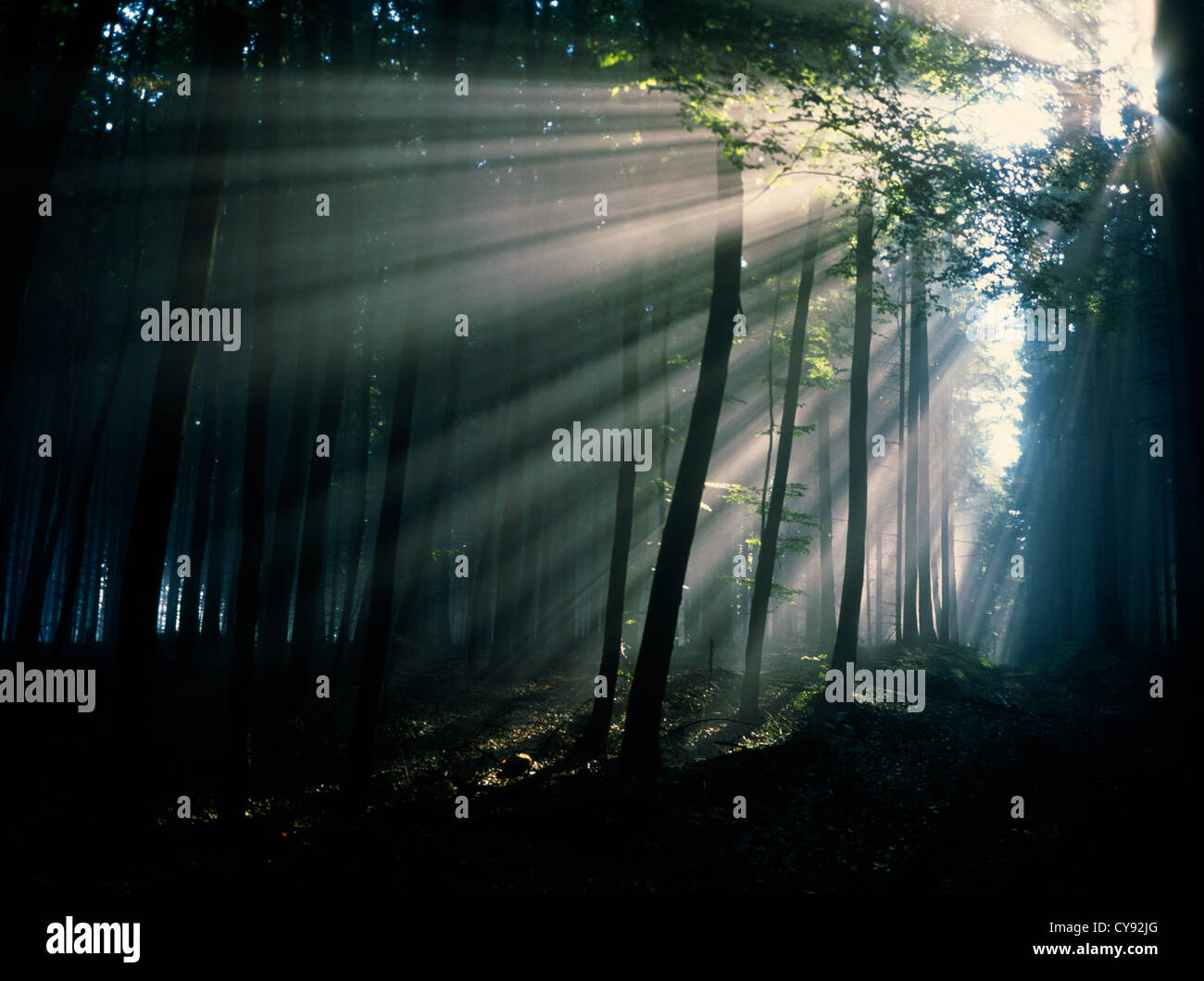 Wald, Baum. Stockfoto