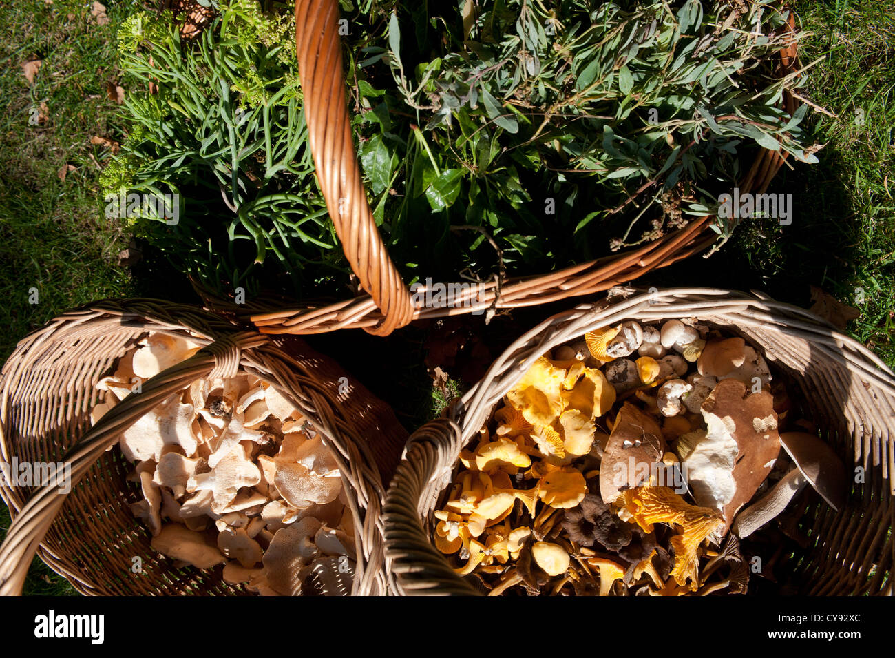 Gesammelten Pilze und anderen wilden Wald-Produkten Stockfoto