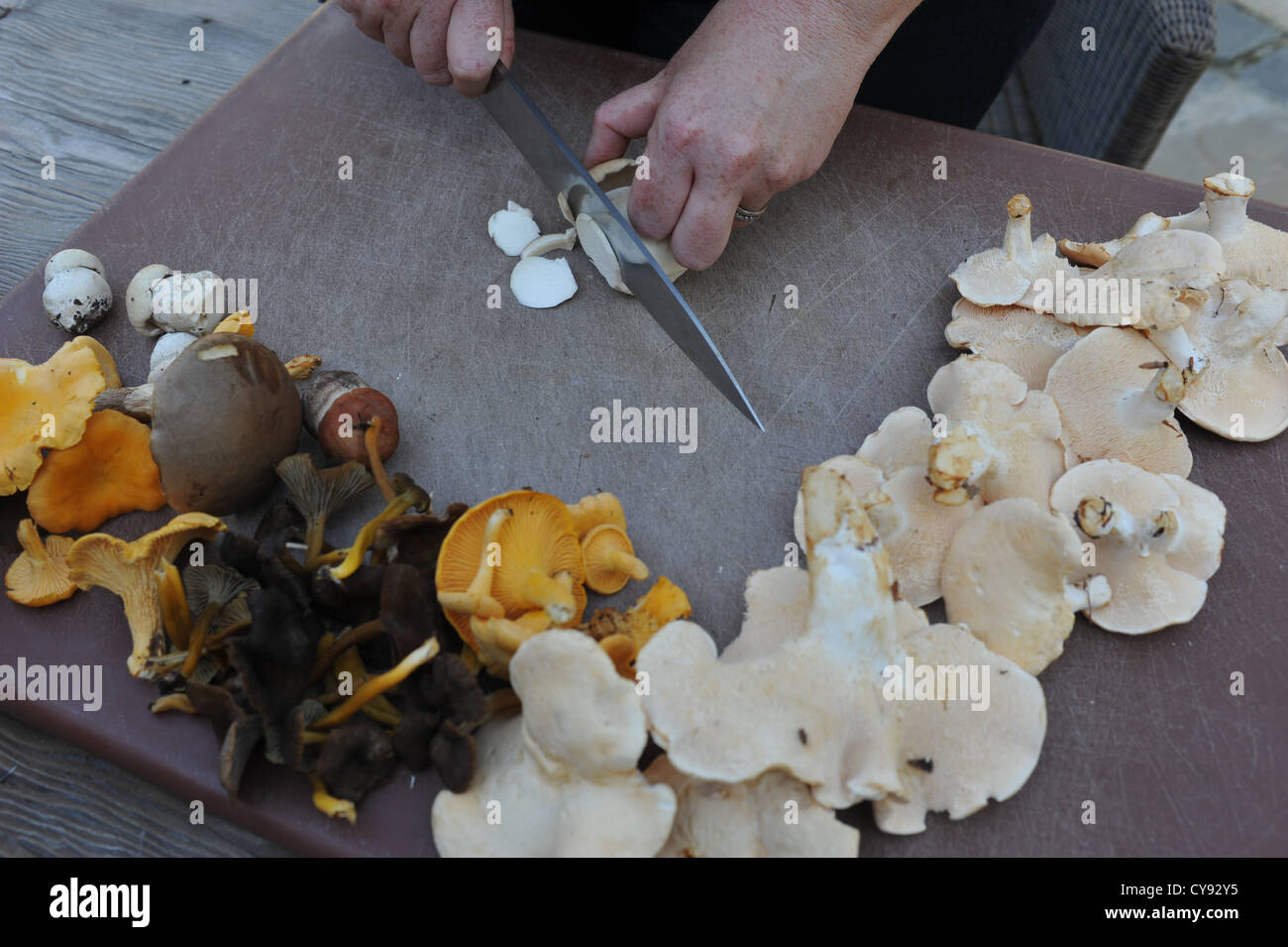 Gesammelten Pilze und anderen wilden Wald-Produkten Stockfoto
