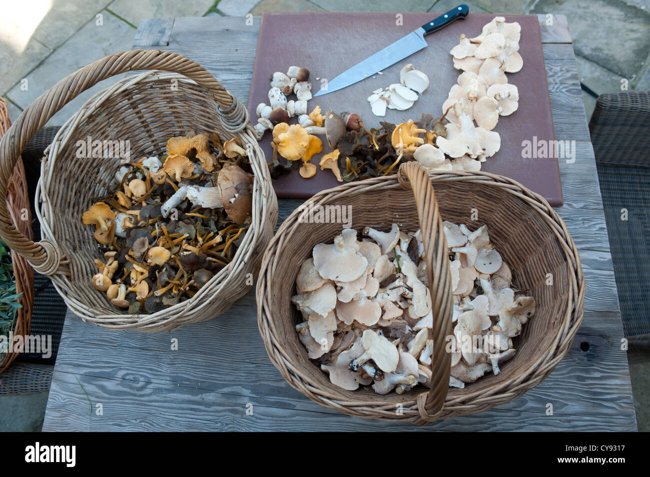 Gesammelten Pilze und anderen wilden Wald-Produkten Stockfoto