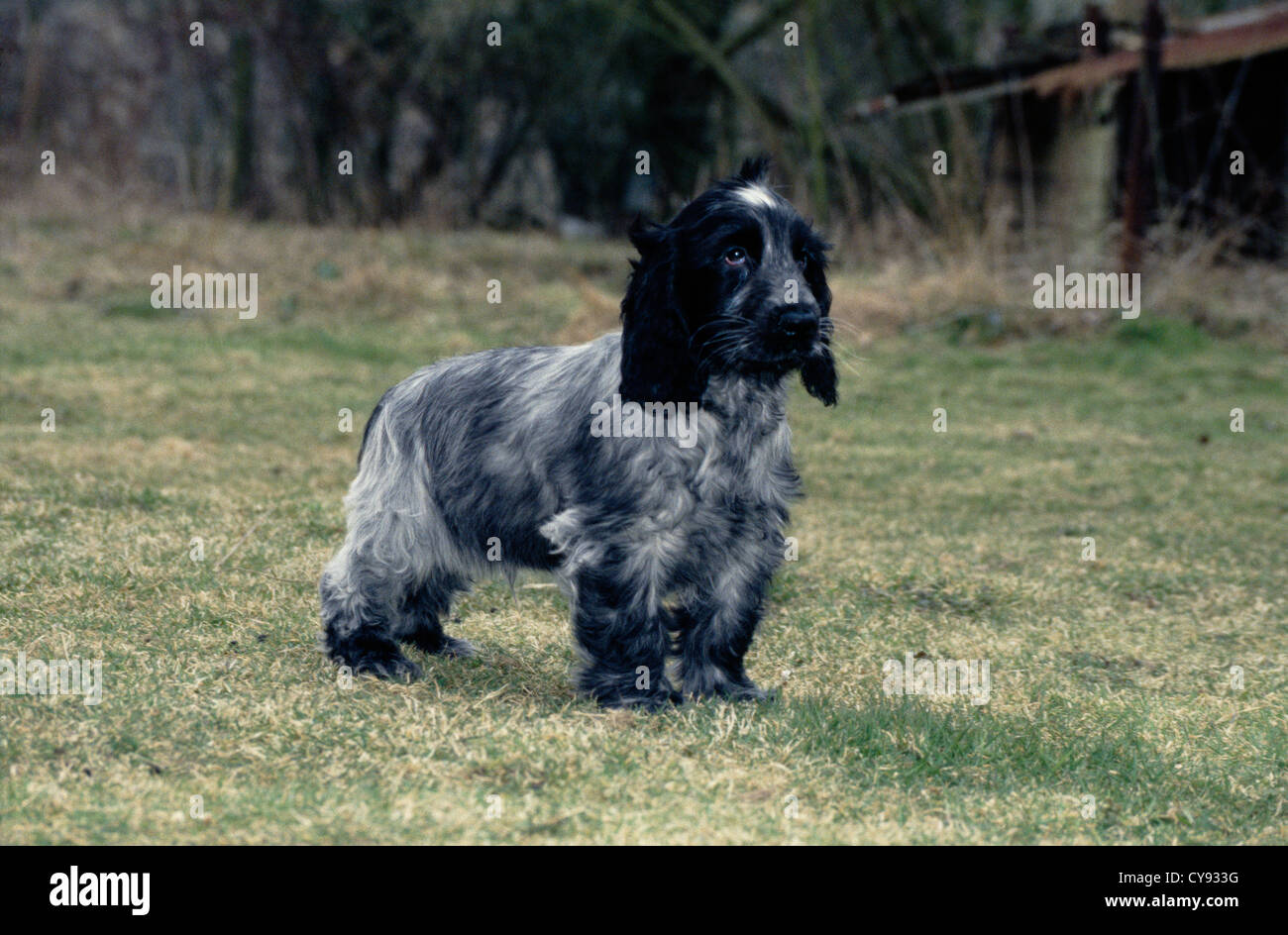 COCKER SPANIEL SEITE STEHEND / ENGLAND Stockfoto
