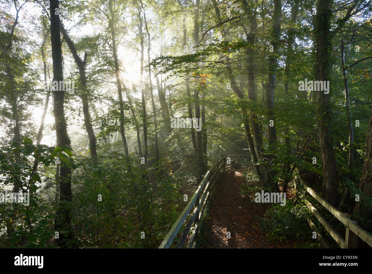 Morgennebel in Wald des Dekans, Gloucestershire. VEREINIGTES KÖNIGREICH. Stockfoto