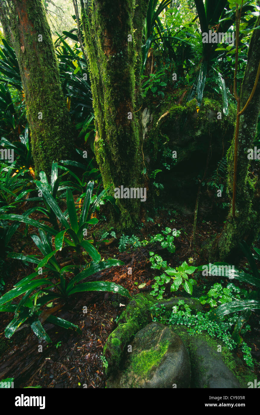 Regenwald, Baum. Stockfoto
