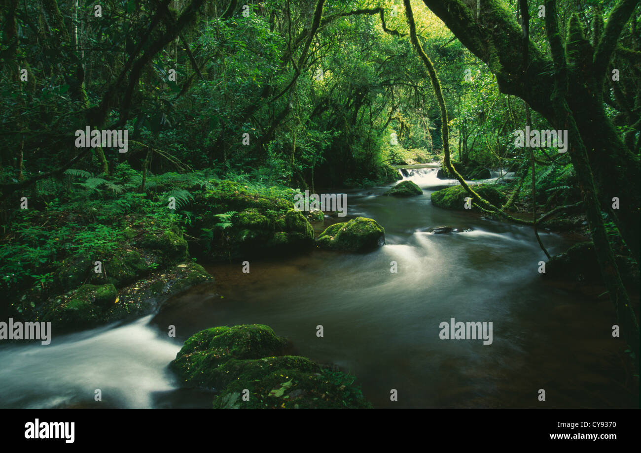 Regenwald, Baum. Stockfoto