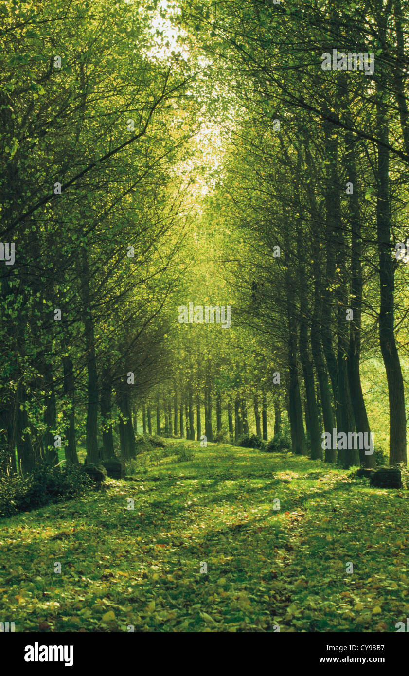 Baum, Baum. Stockfoto