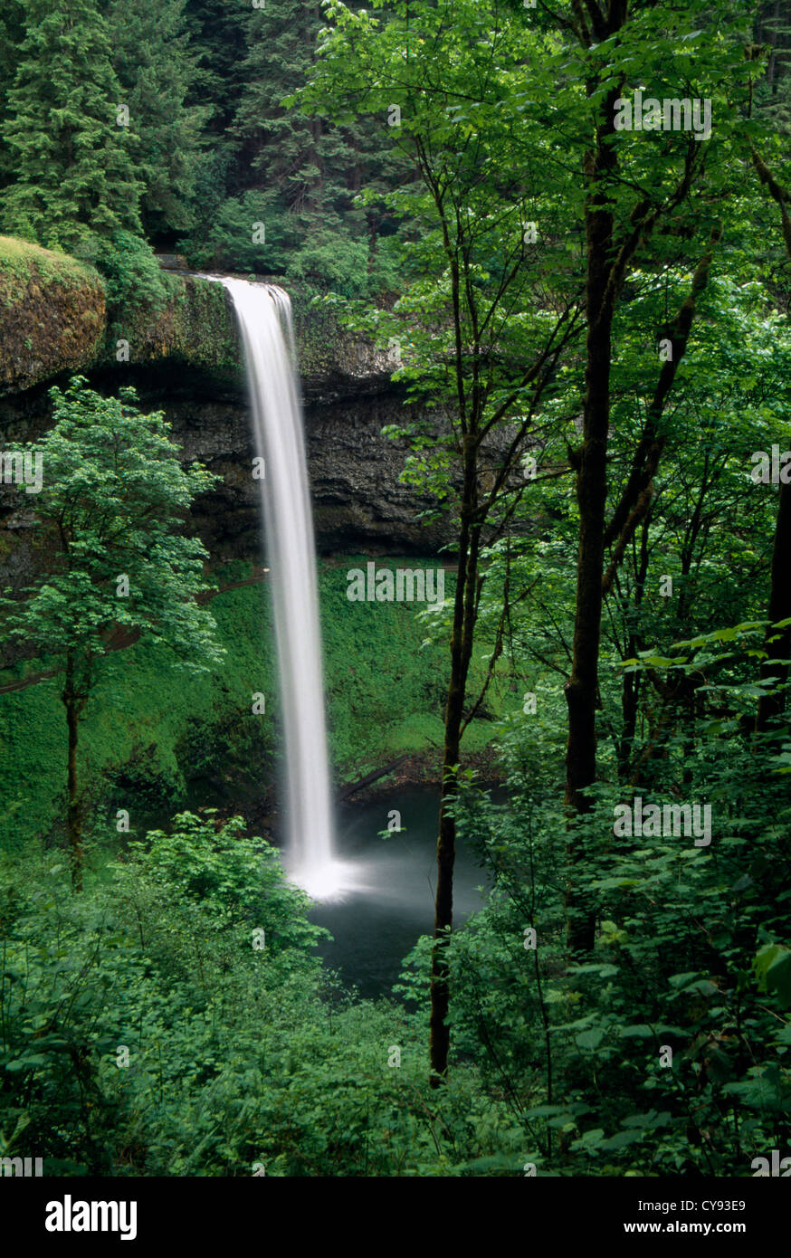 Wald, Baum. Stockfoto