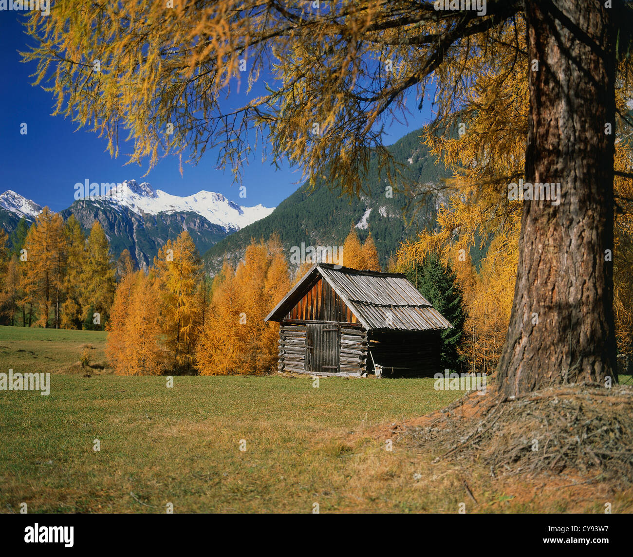Baum, Baum. Stockfoto