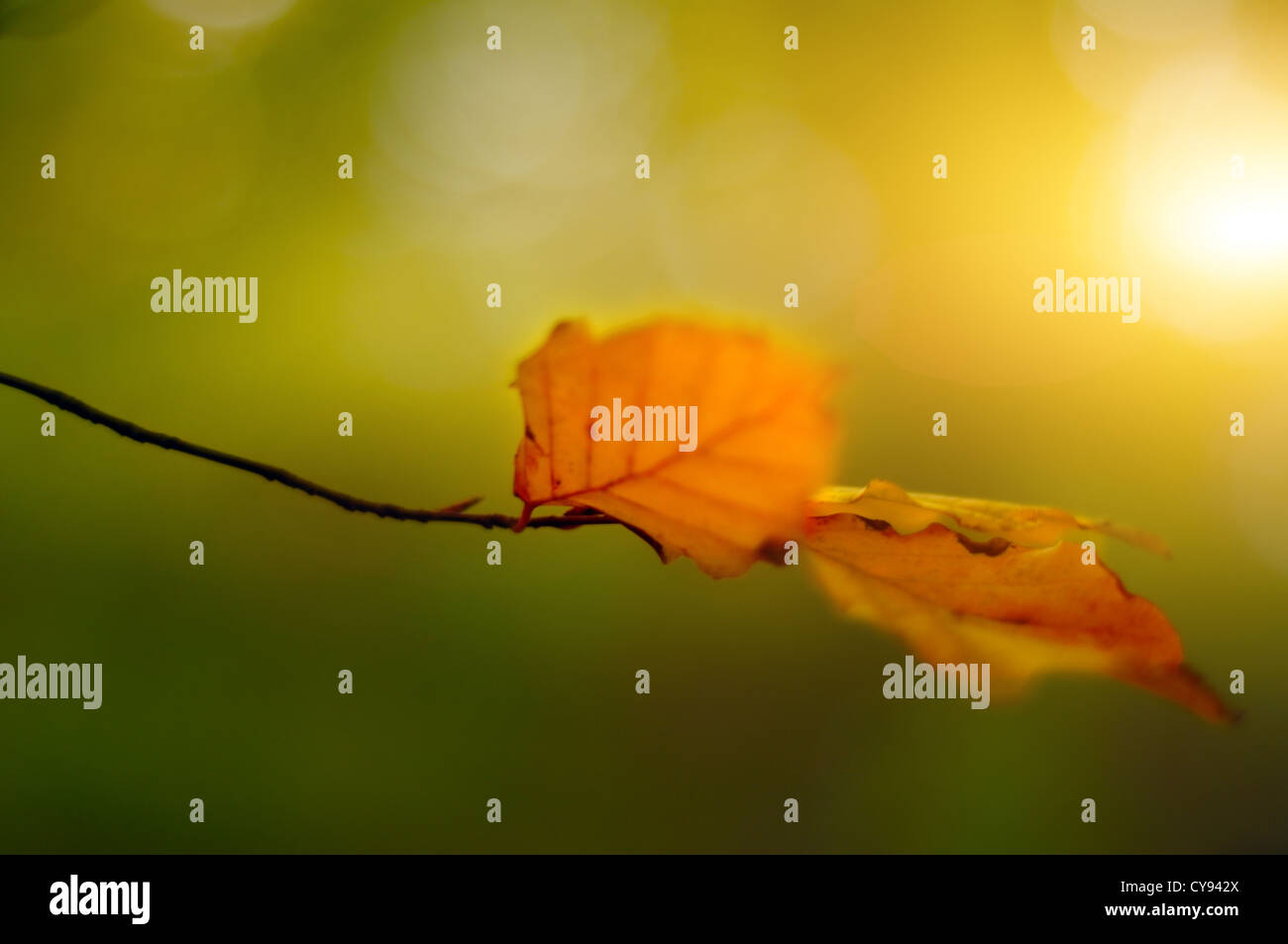 Herbstblatt mit Sonne im Hintergrund Stockfoto