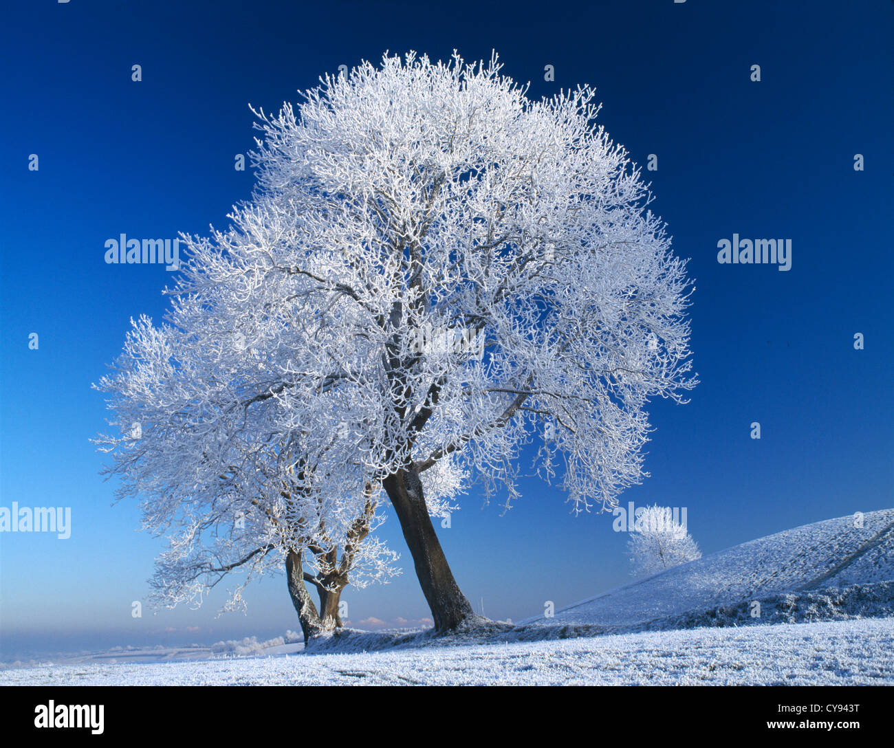 Baum, Baum. Stockfoto