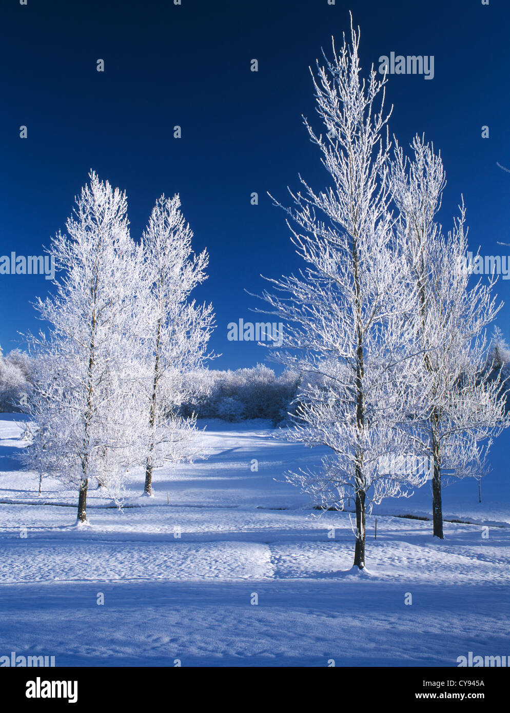 Bäume im Winter mit Hoar darauf frost und Schnee auf dem Boden unter einem strahlend blauen Himmel. Stockfoto