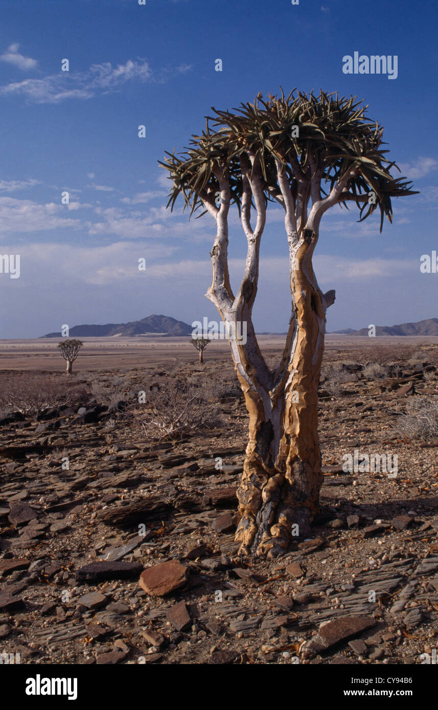 Aloe Dichotoma, Köcherbaum. Stockfoto