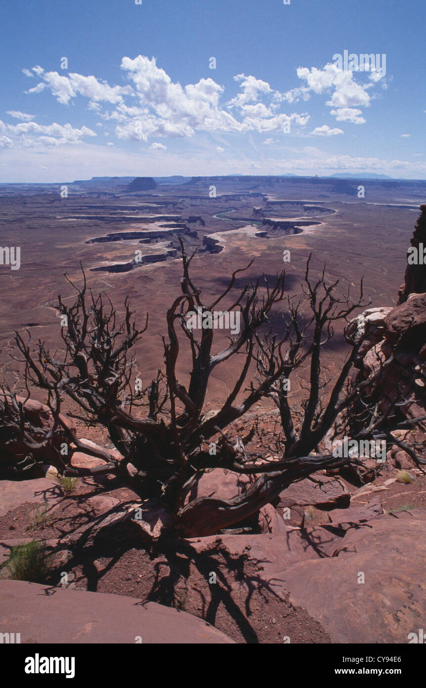 Baum, Bäume. Stockfoto