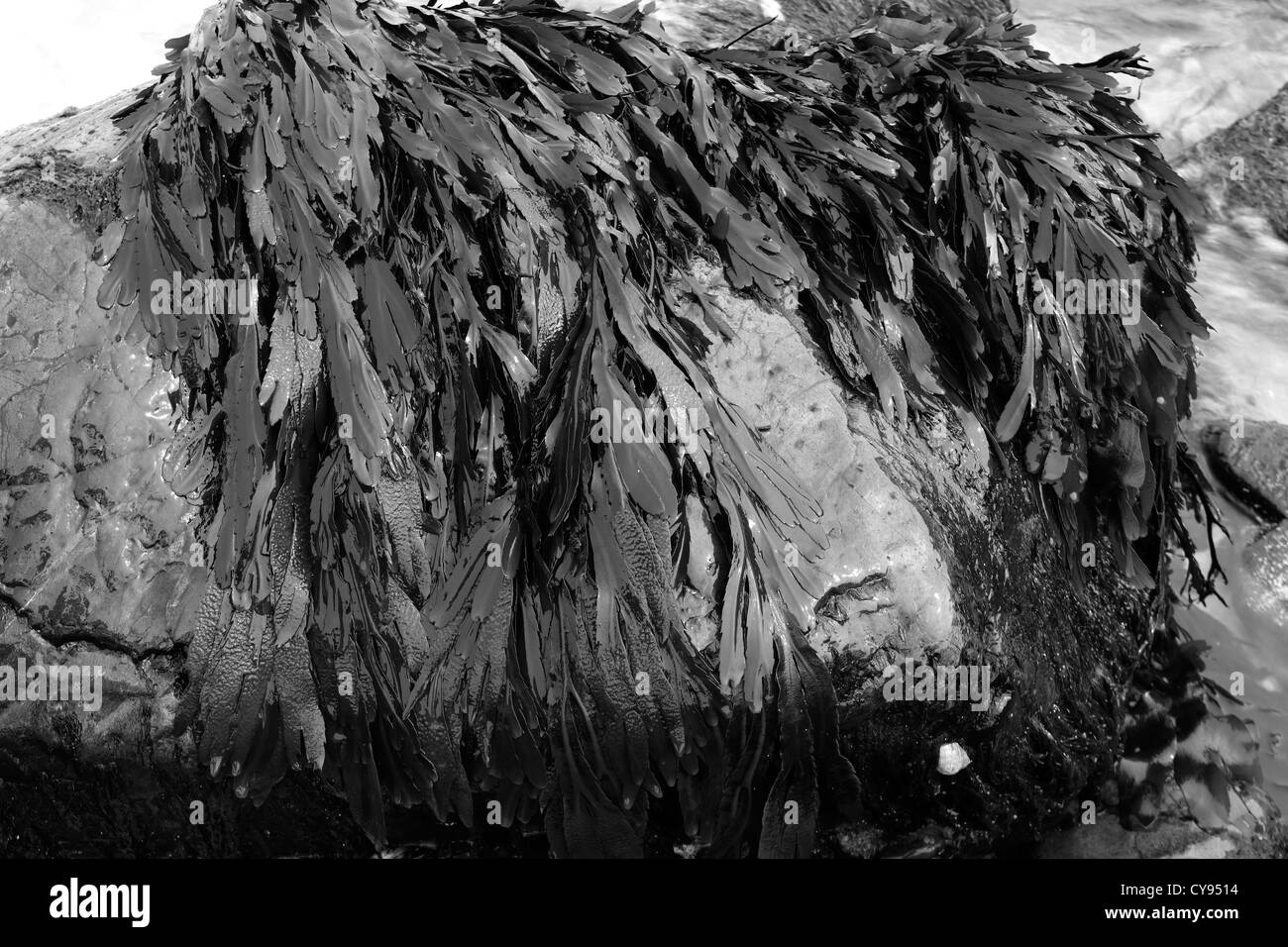 Schwarz / weiß Bild Blase Wrack Algen (Fucus Vesiculosus) Stockfoto