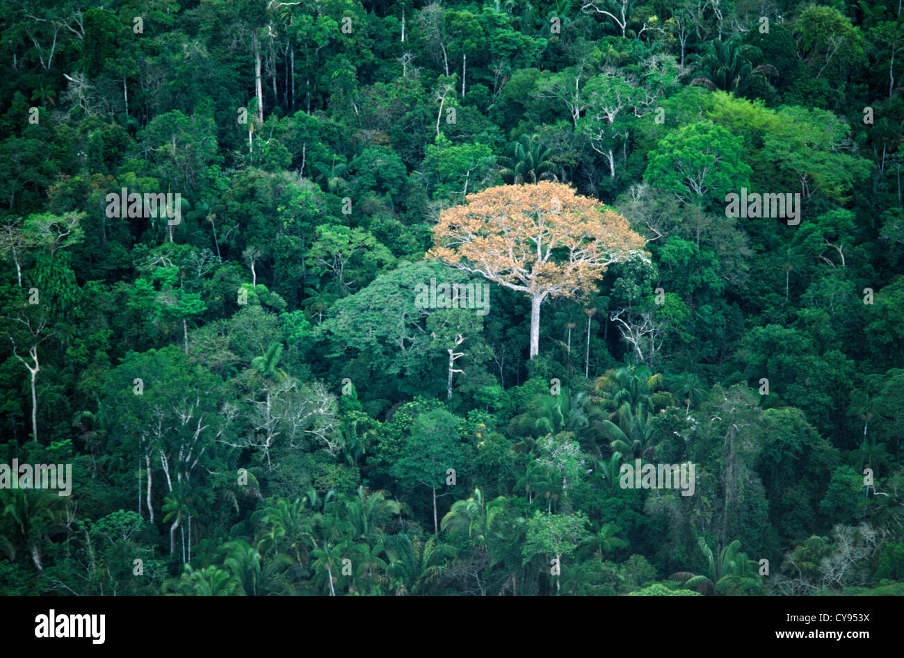 Regenwald, Baum. Stockfoto