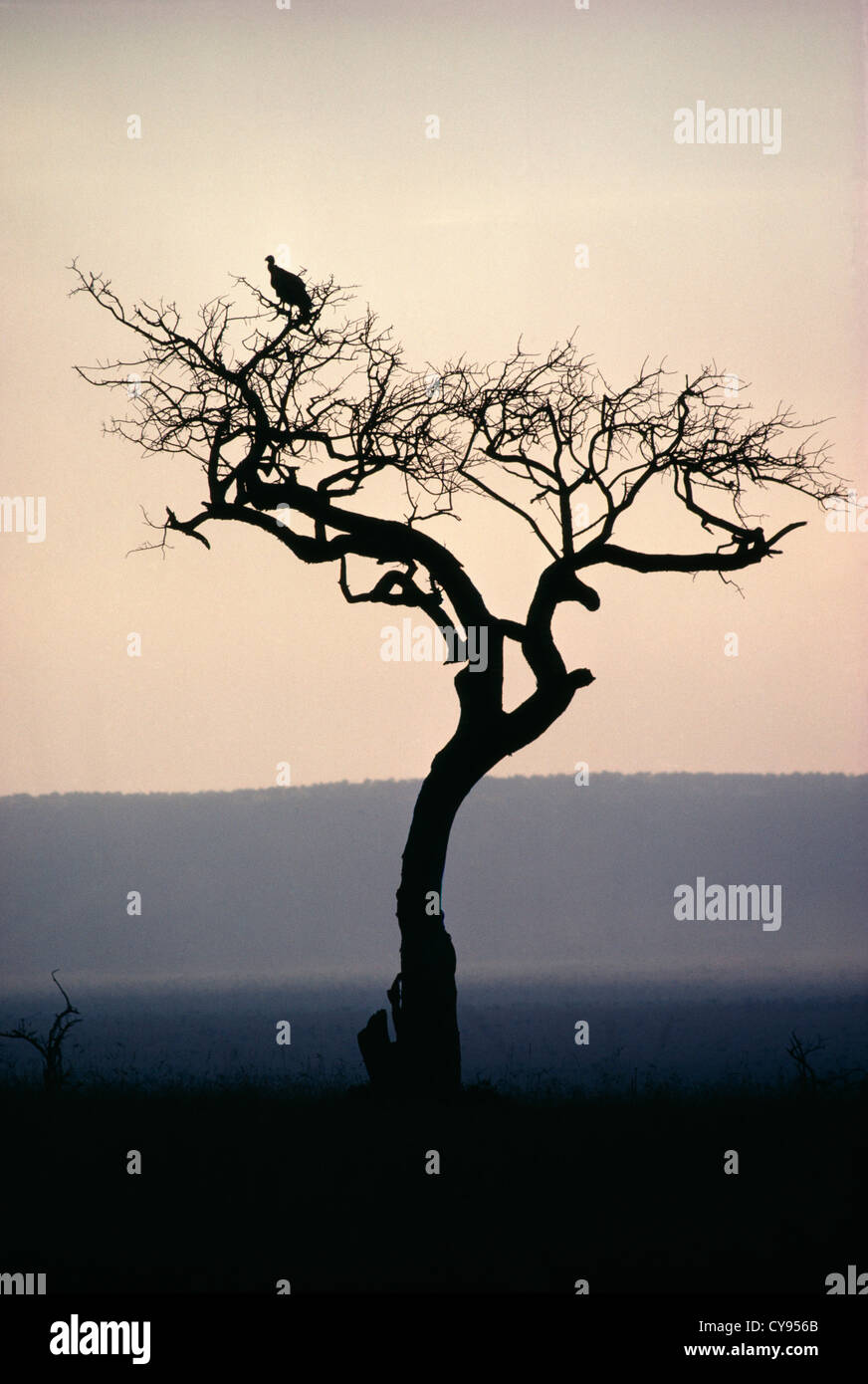 Baum, Baum. Stockfoto