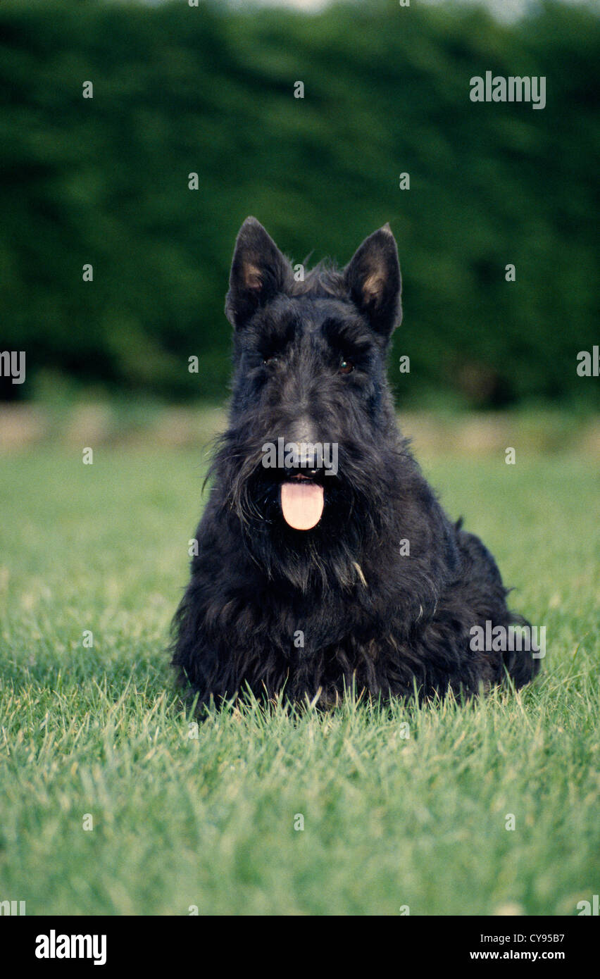 NAHAUFNAHME DER SCOTTISH TERRIER IM FELD STEHEN / ENGLAND Stockfoto