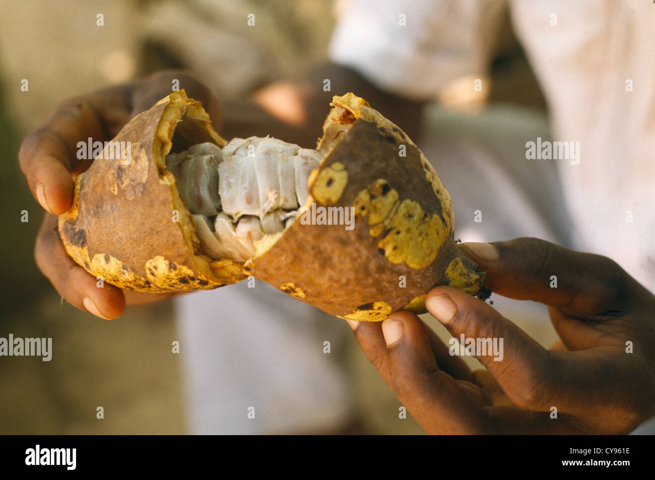 Ghana, Westafrika, Mann Betrieb offen Kakaofrucht, Theobroma Cacao, Bohnen innen zeigt. Stockfoto