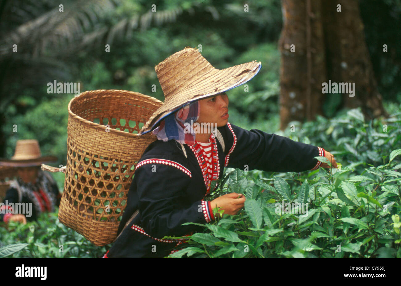 Thailand, Camellia Sinensis, der Teepflanze. Stockfoto