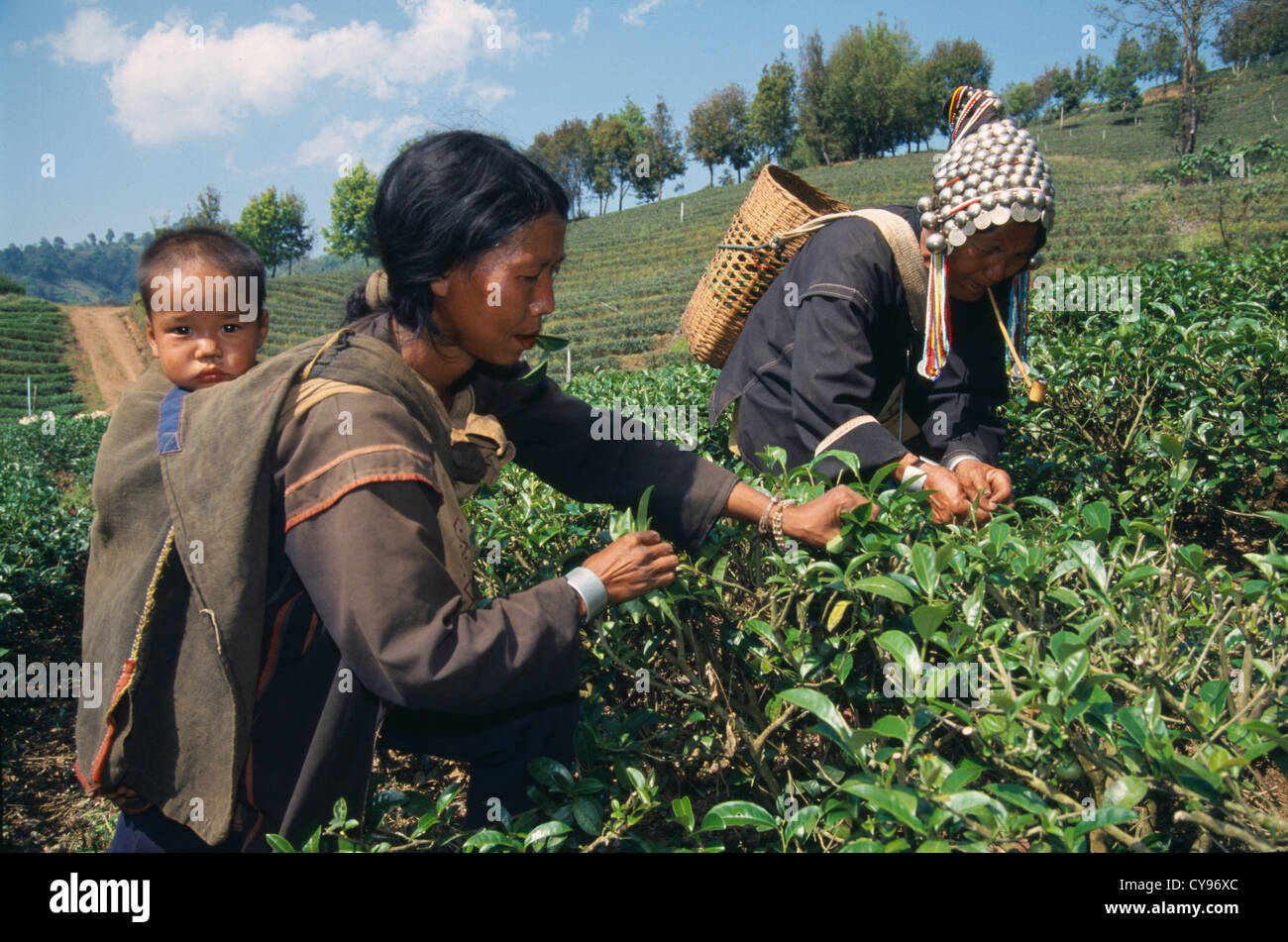 Camellia Sinensis, der Teepflanze. Stockfoto