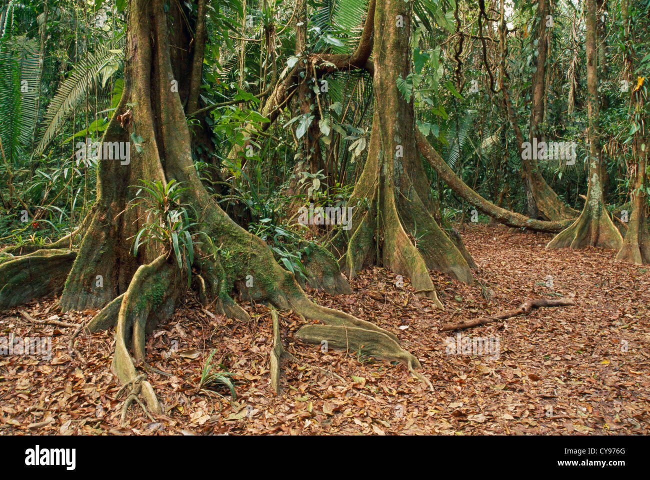 Pterocarpus Officinalis, Dragonsblood Baum. Stockfoto