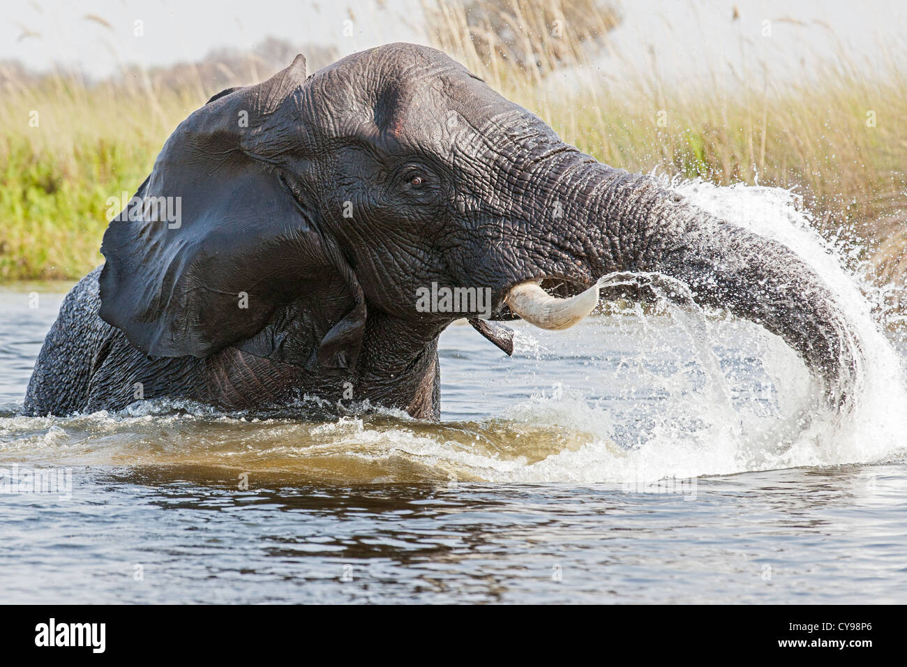 Nahaufnahme eines afrikanischen Elefanten (Loxodonta Africana) spielen in den Wasserkanälen des Okavango Deltas Stockfoto