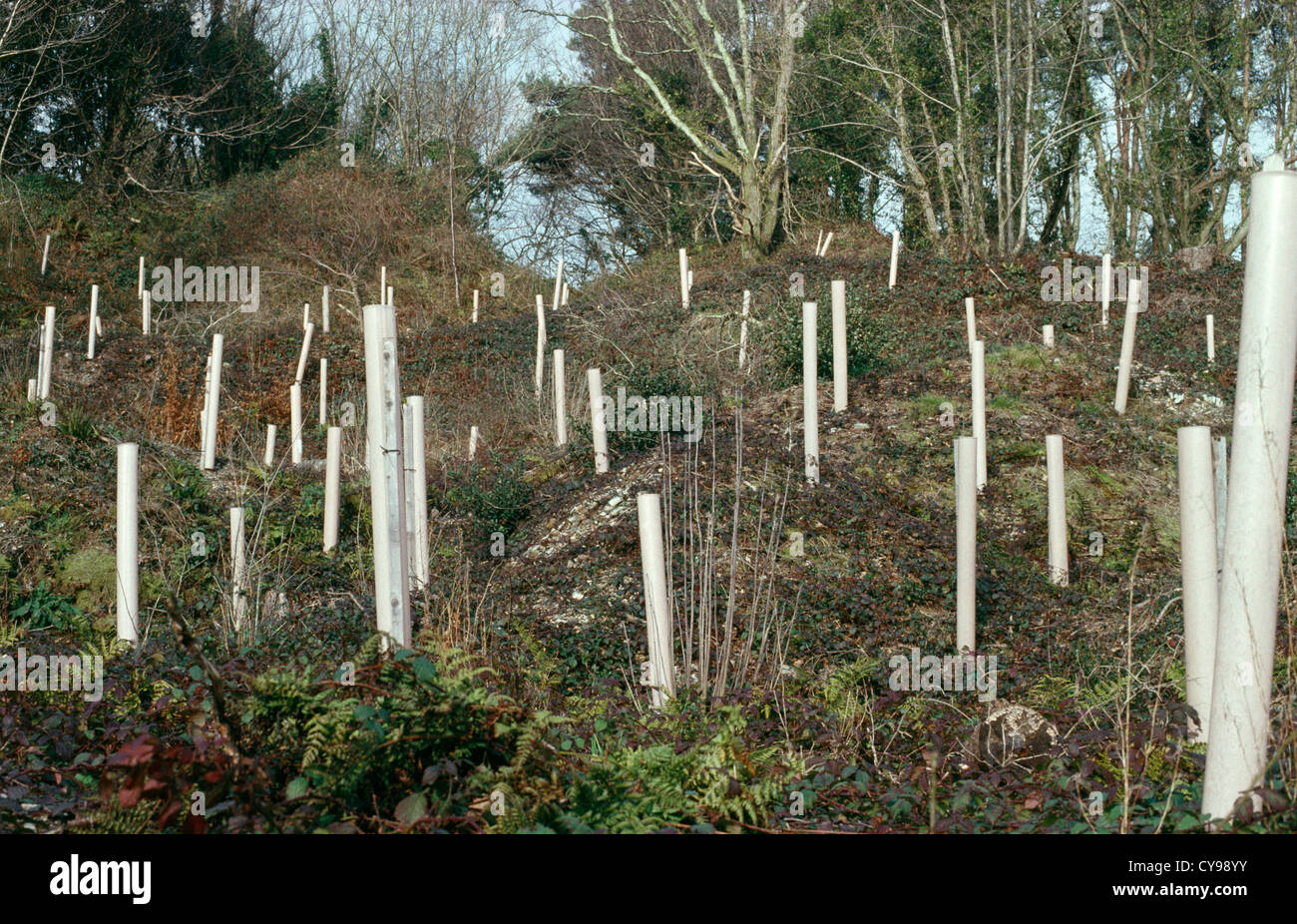 Baum, Baum. Stockfoto
