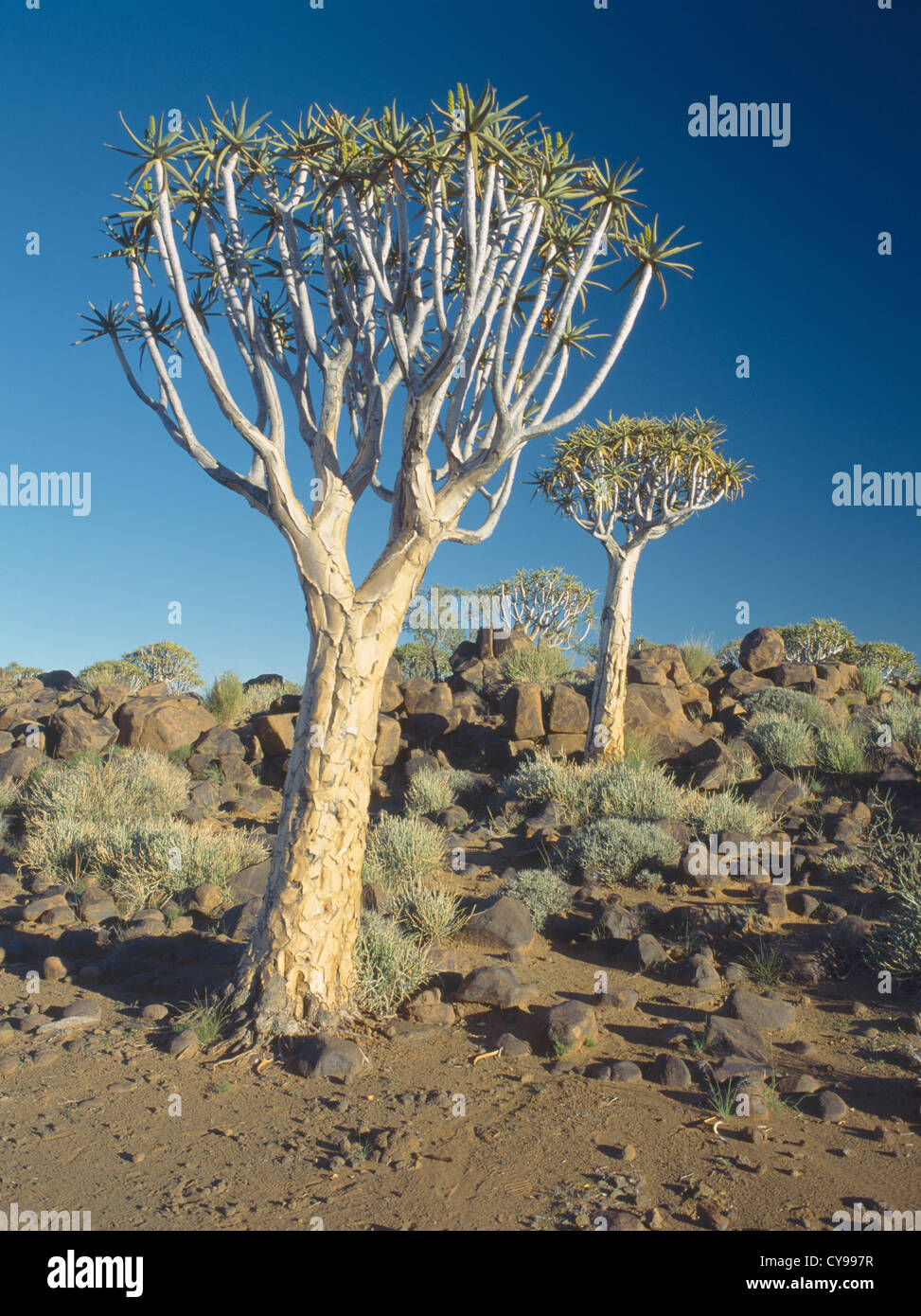 Aloe Dichotoma, Köcherbaum. Stockfoto