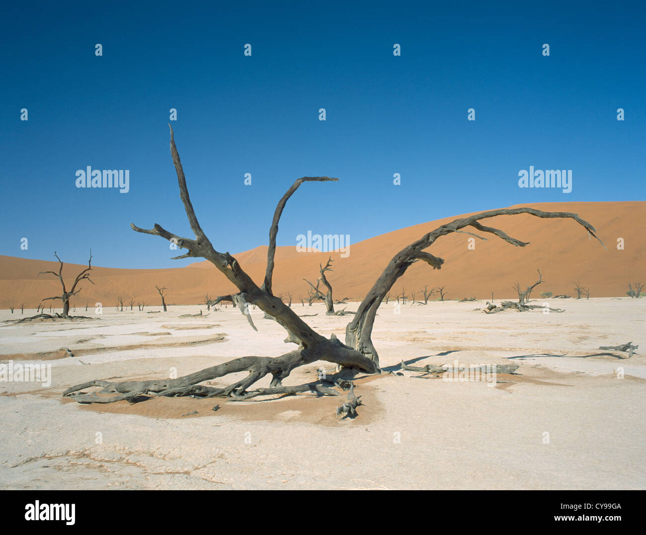 Baum, Baum. Stockfoto