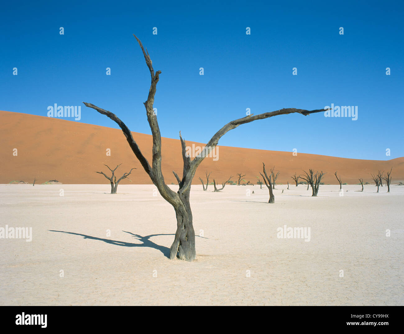 Baum, Baum. Stockfoto