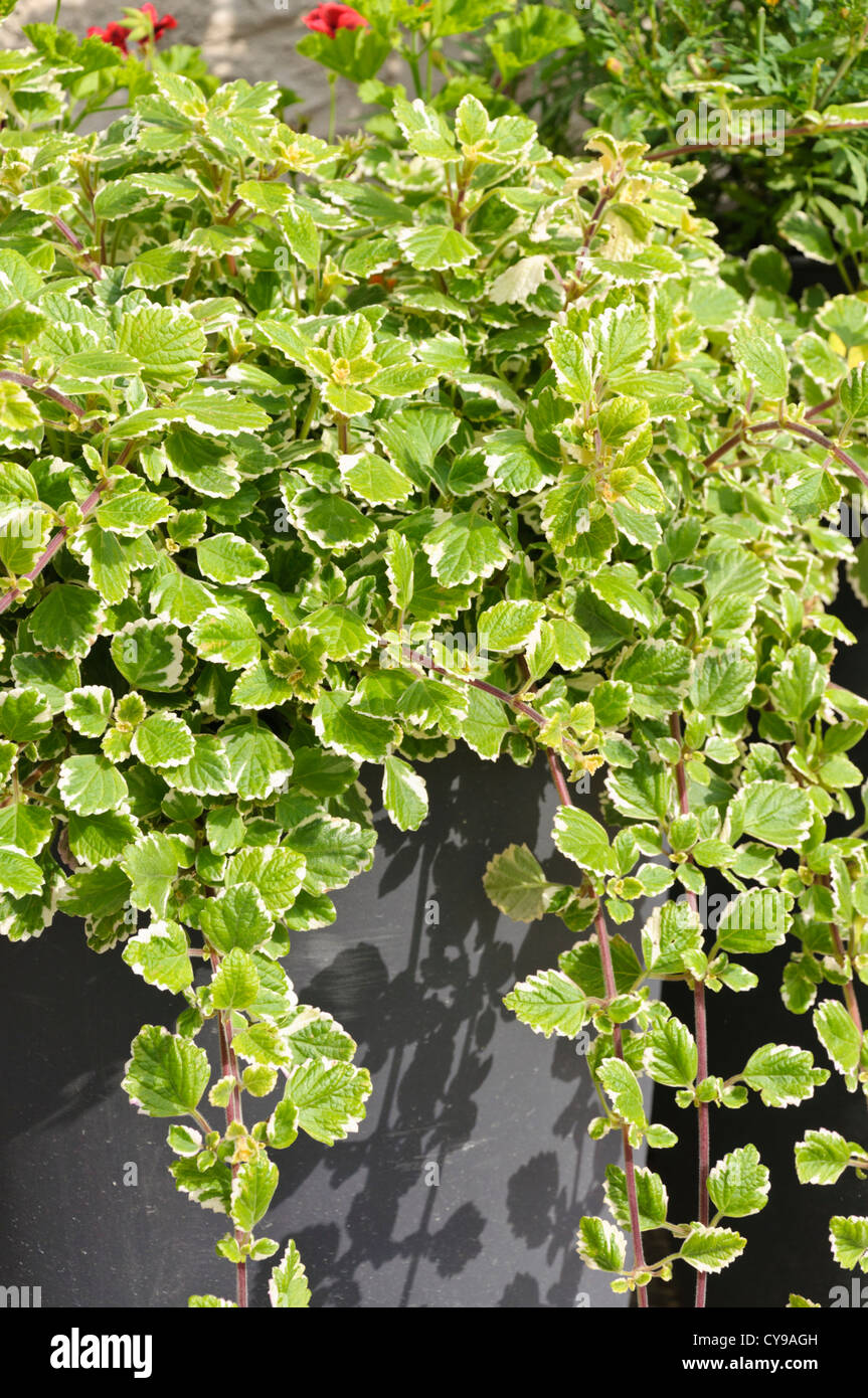 Schwedische Efeu (plectranthus forsteri Syn. Plectranthus coleoides) Stockfoto