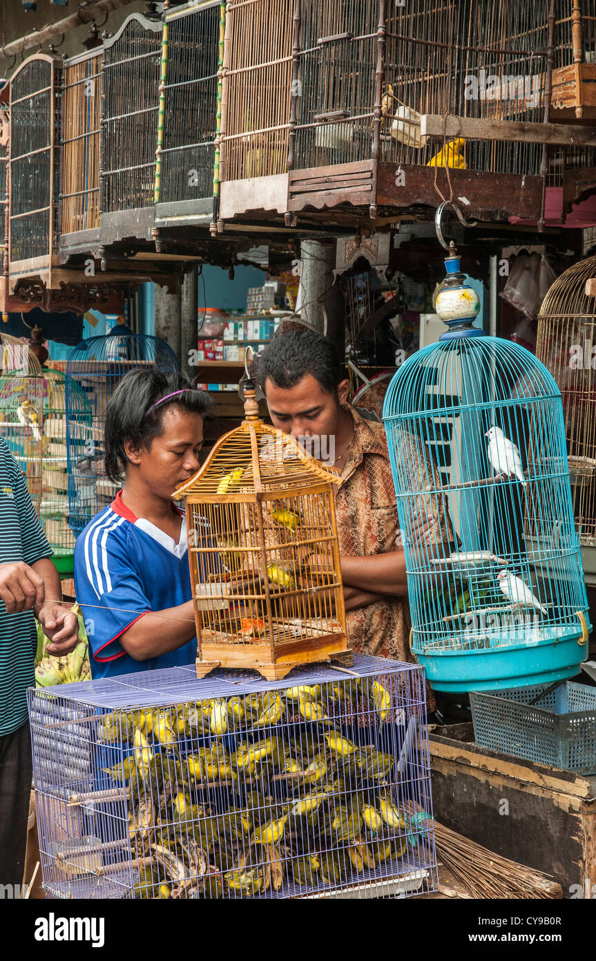 Kunden, die Vögel auf den Vogel und Tier Markt in Denpasar, Süd Bali, Indonesien zu bewundern. Stockfoto