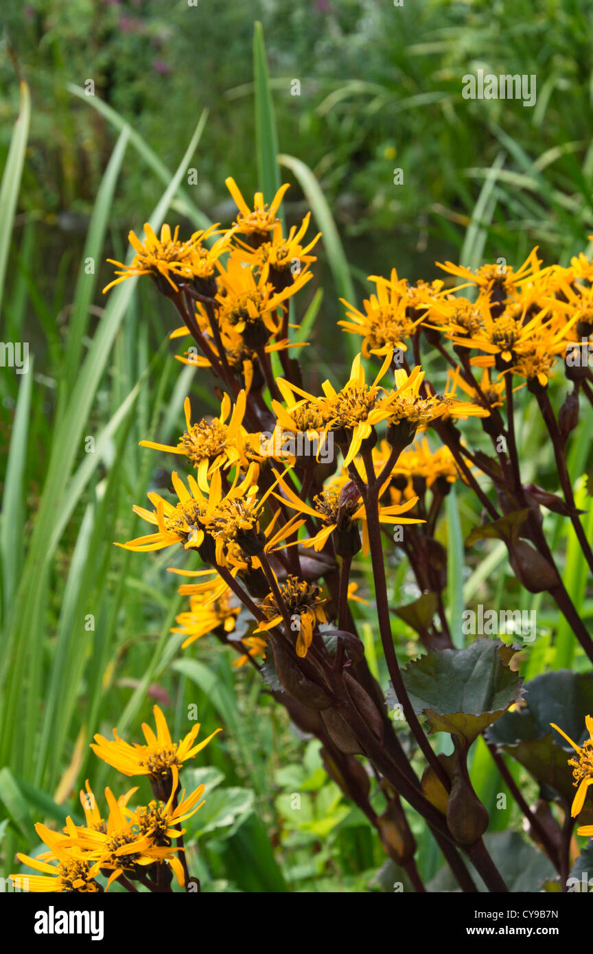 Sommer ragwort (ligularia dentata 'Britt-marie Crawford") Stockfoto
