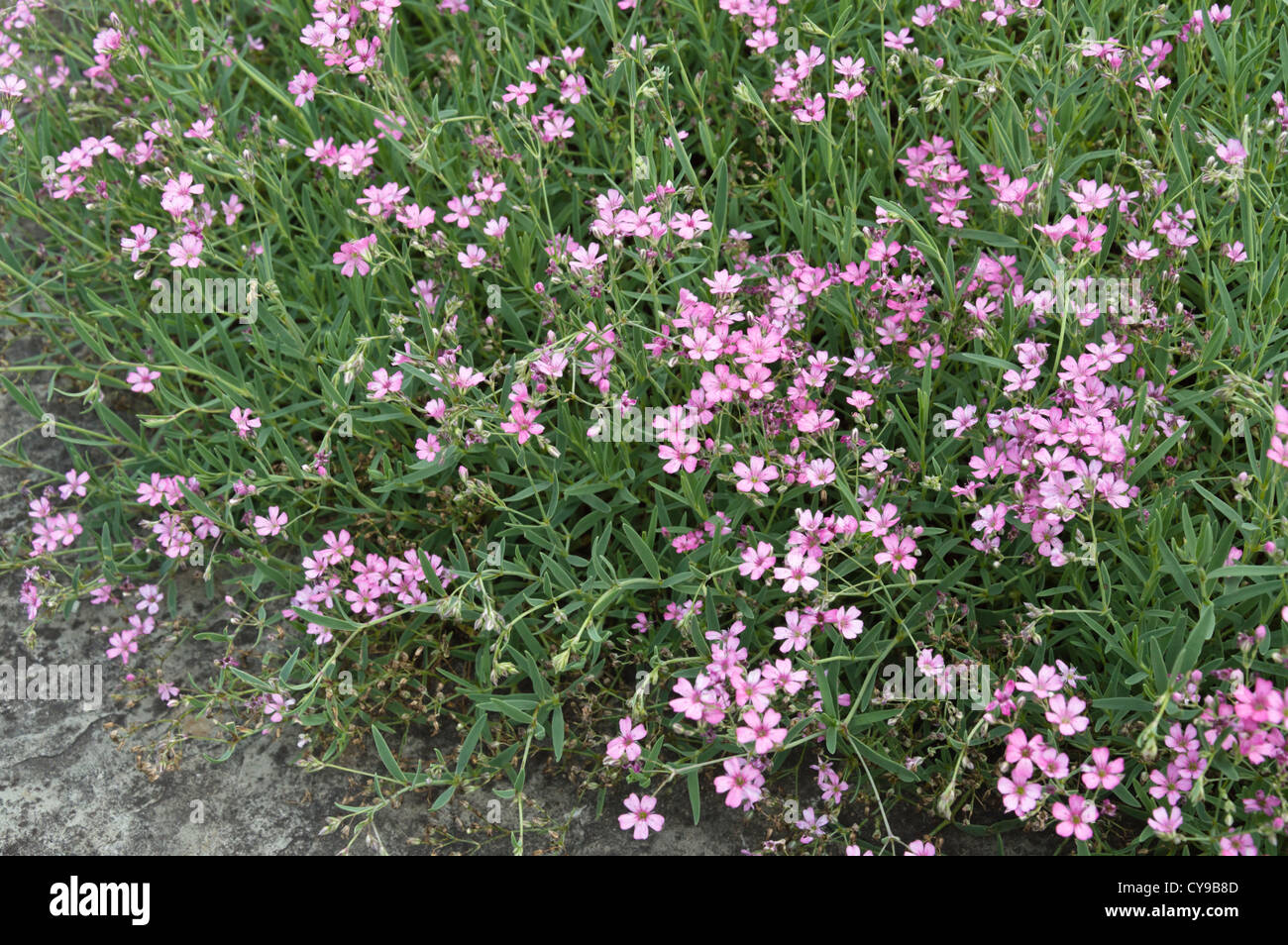 Alpine gypsophila (Gypsophila repens 'Pink Star') Stockfoto