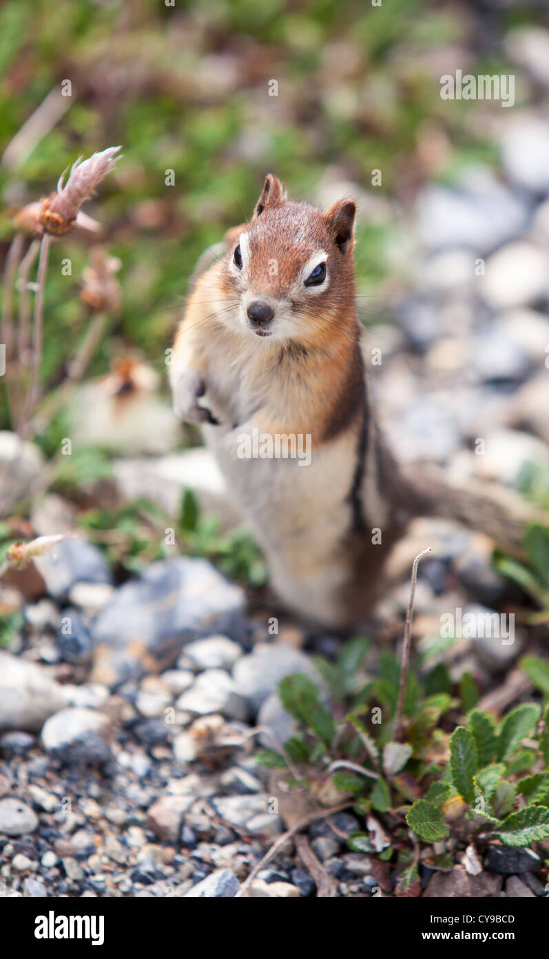 Ein Streifenhörnchen in den kanadischen Rockies. Stockfoto