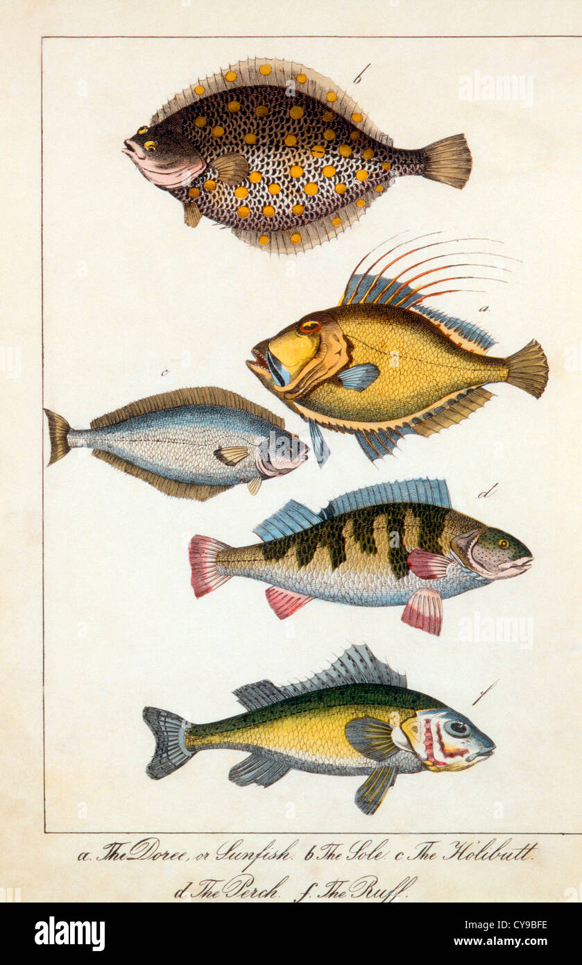 Sohle, Sunfish, Heilbutt, Barsch und Buff Fisch, handkolorierten Kupferstich, um 1800 Stockfoto