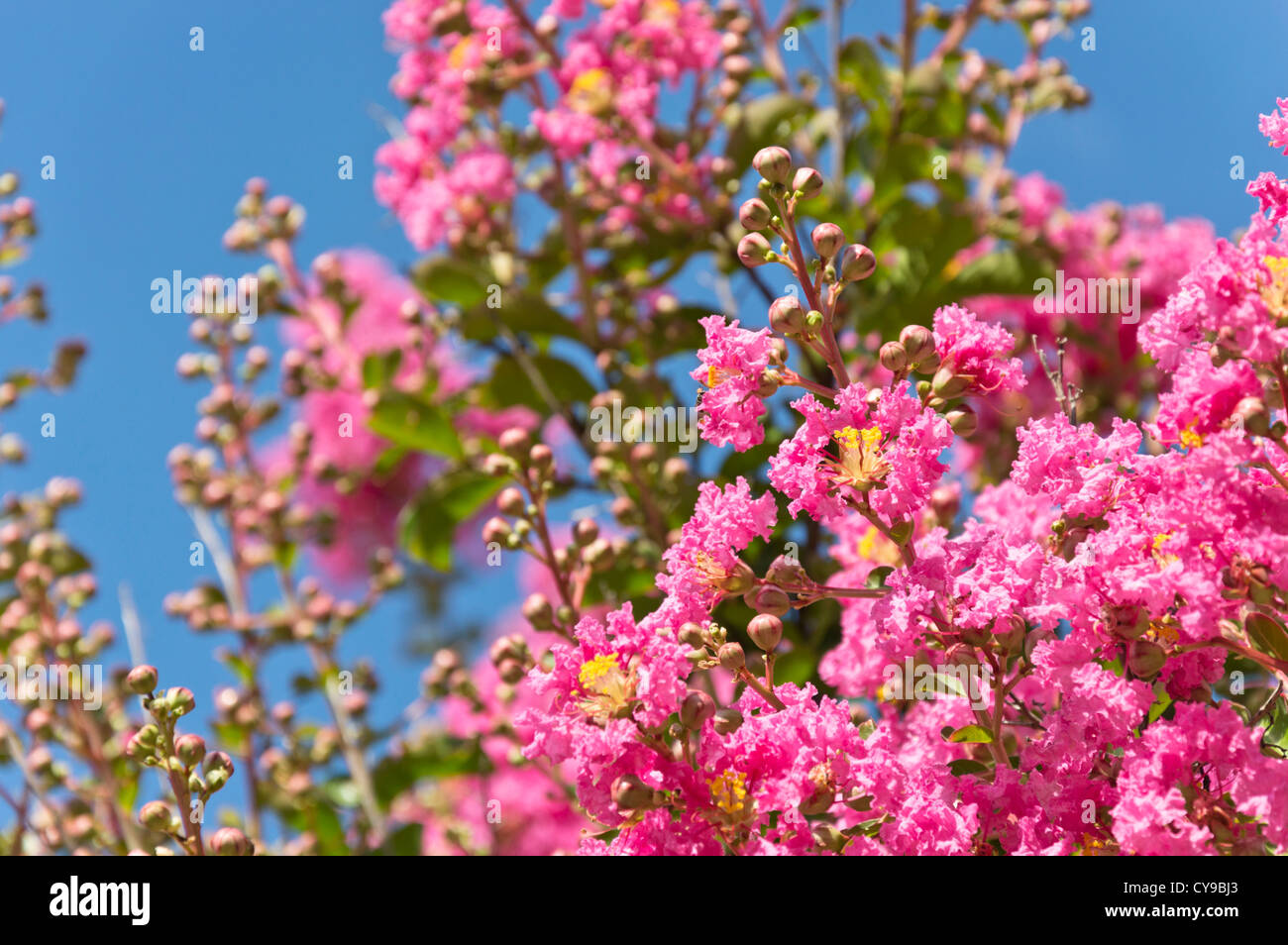 Crape myrtle (lagerstroemia indica) Stockfoto