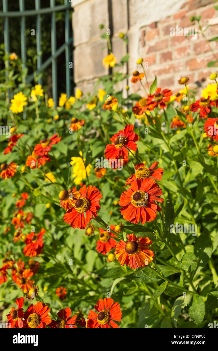 Sneezeweed (Echinacea) Stockfoto