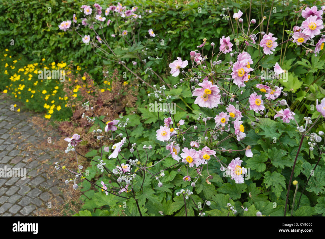 Japanische Anemone (Anemone hupehensis var. japonica) Stockfoto